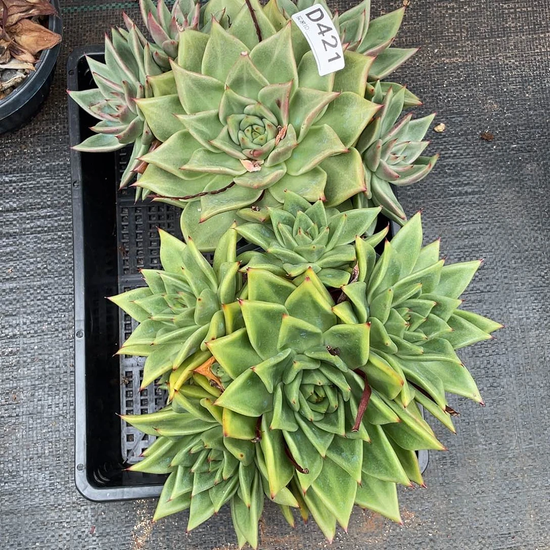 若如东云组拍D421