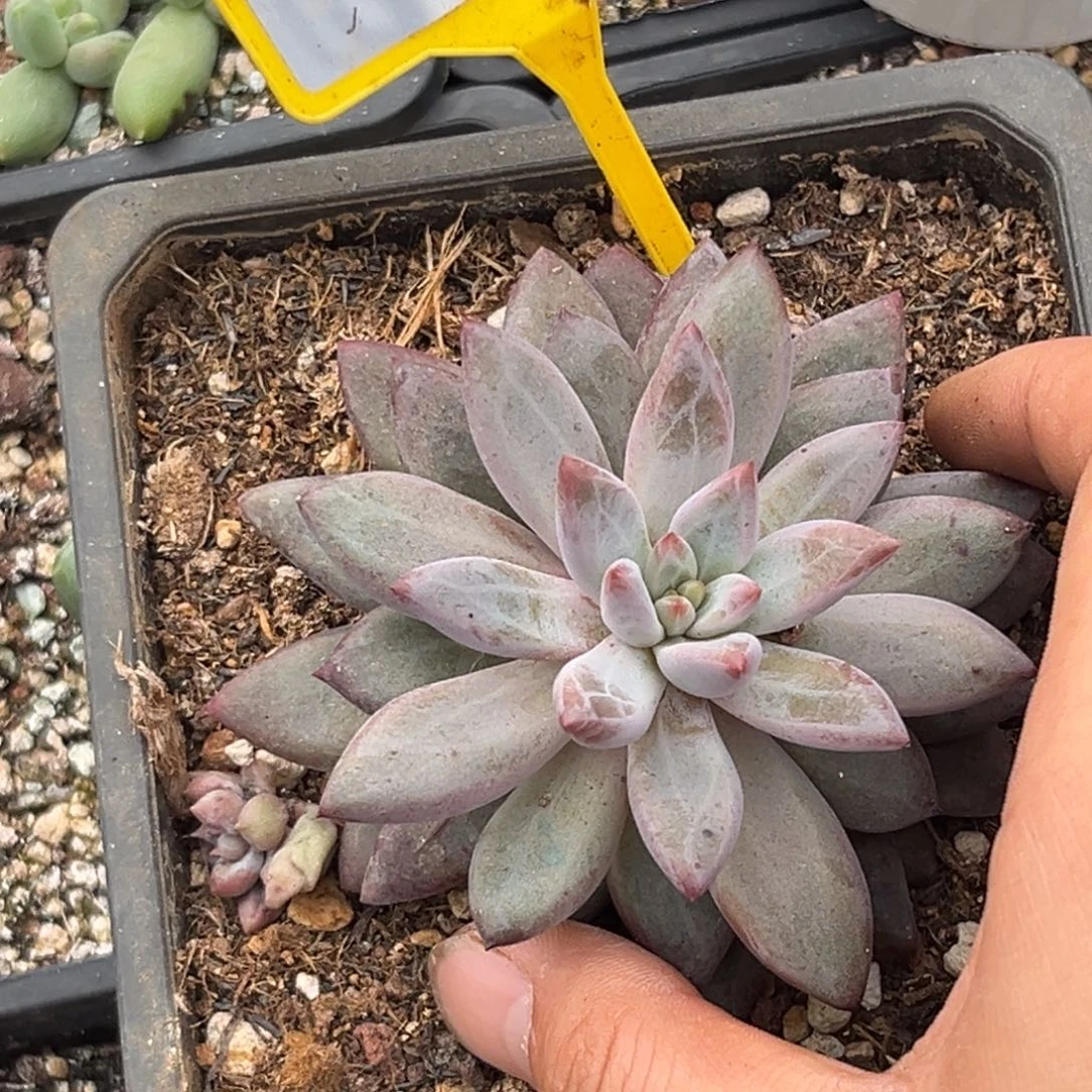 多肉植物虞美人973