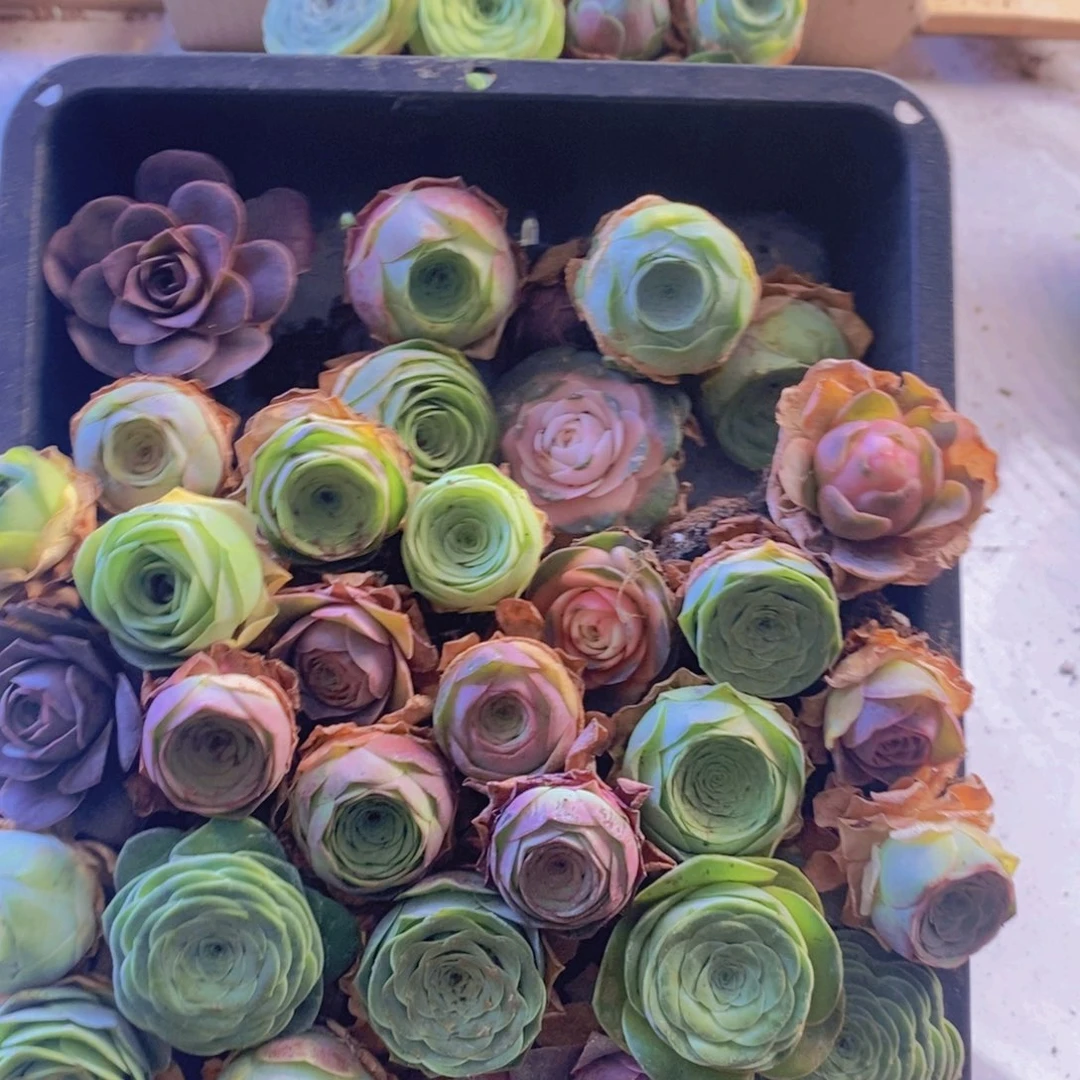 保底30颗。 01。小一点的