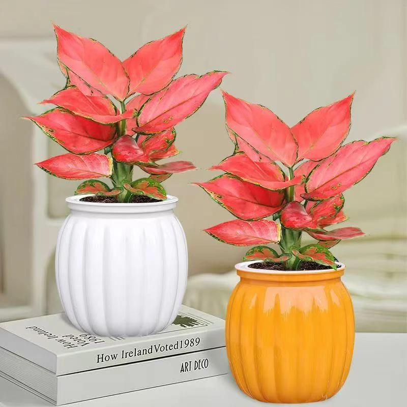 吉利红盆栽红颜水培植物室内客厅绿植懒人植物桌面花卉吸甲醛绿植