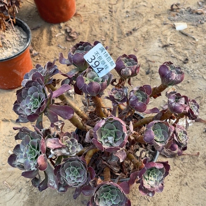 394荷兰玫瑰绣球1号