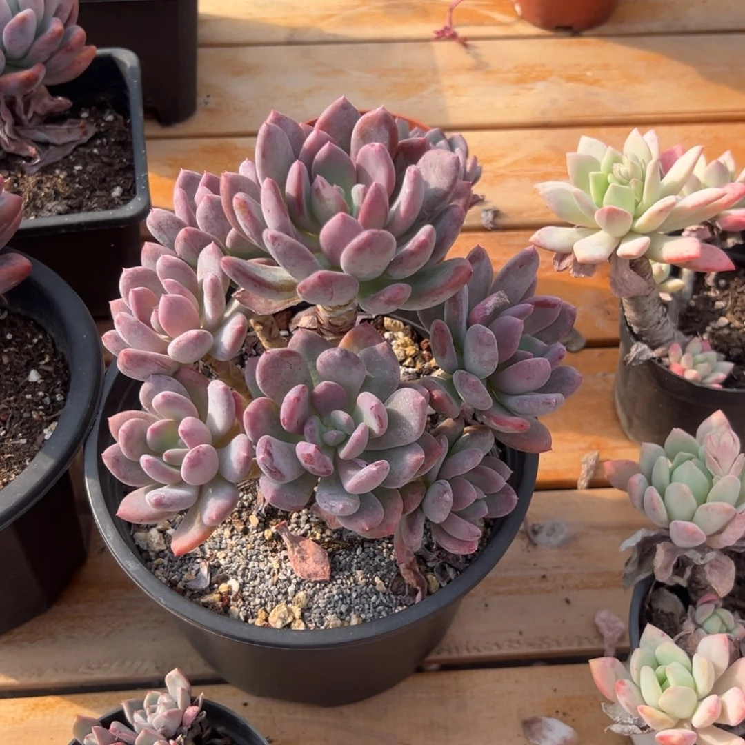 多肉灰姑娘【非偏远满18包邮】