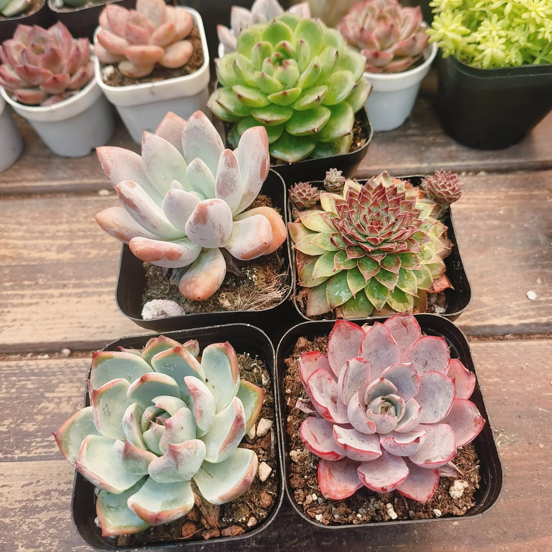 仙子套餐带盆土好看耐活