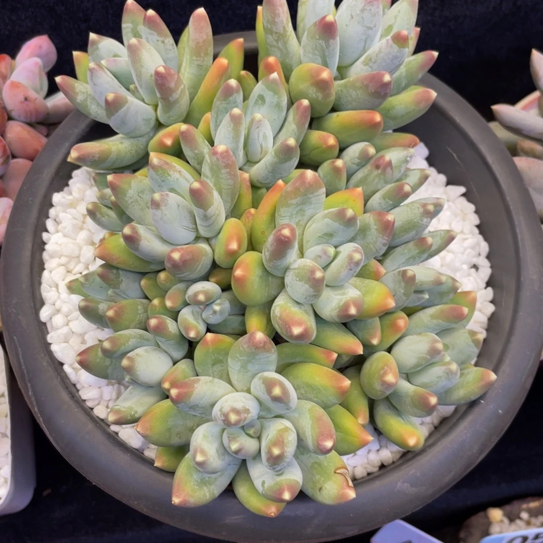 星空美人多肉植物盆栽