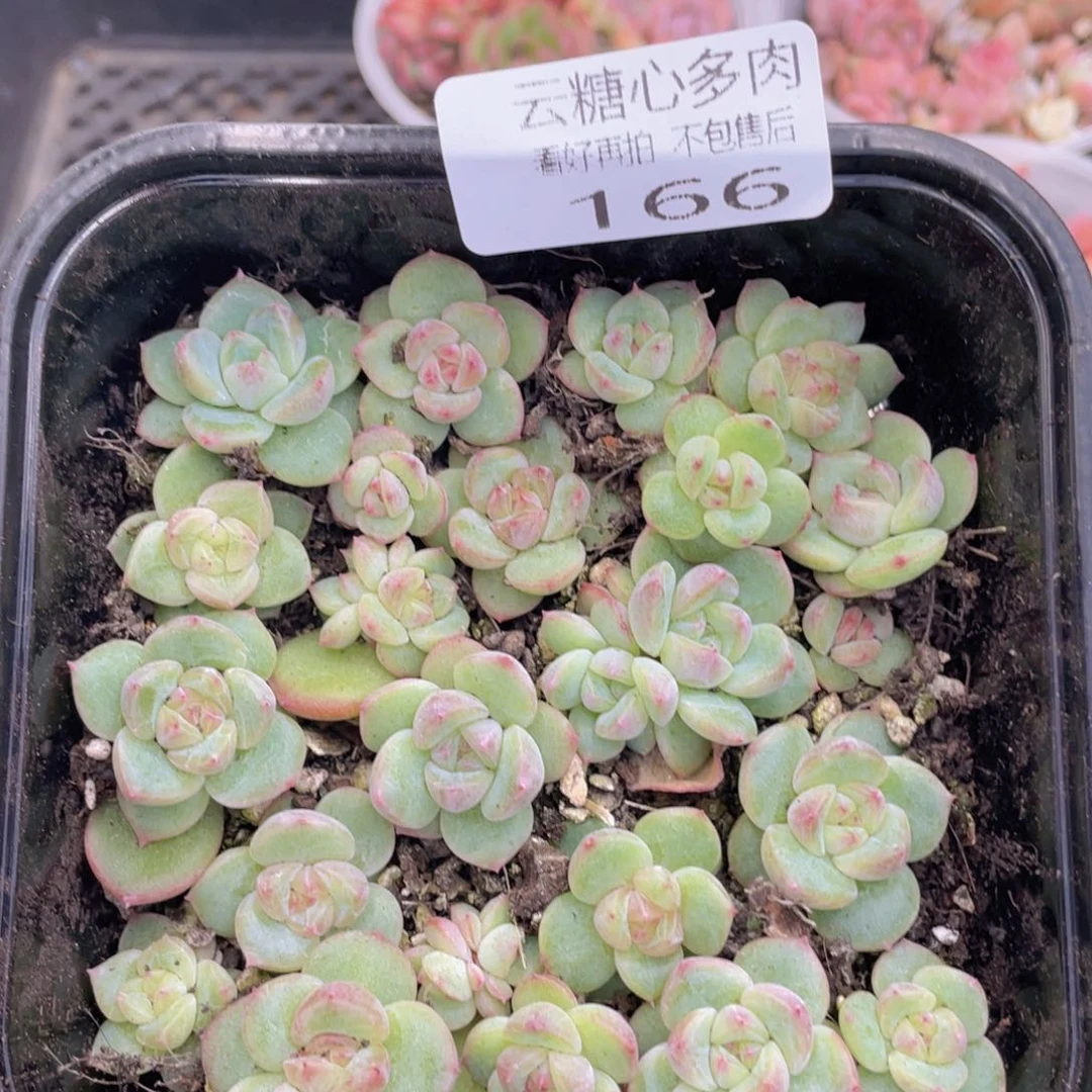 云糖心多肉植物166