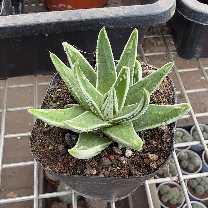 天使之泪单头6仙人球