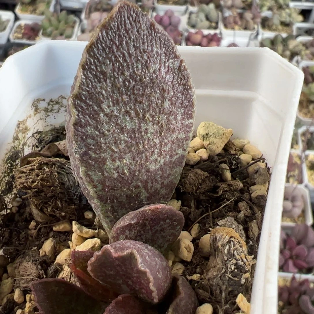 超大母叶青龙大苗多肉植物水泡