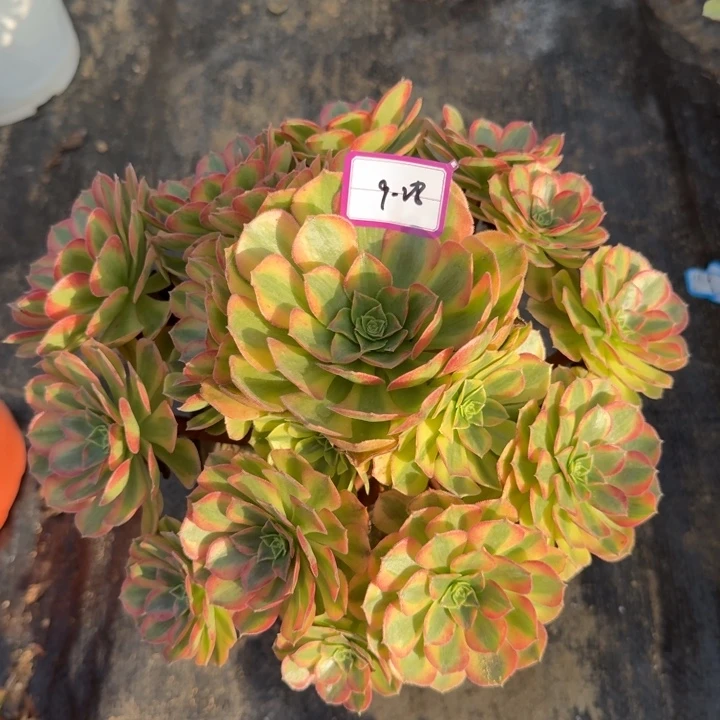 雨荷多肉植物绿植28