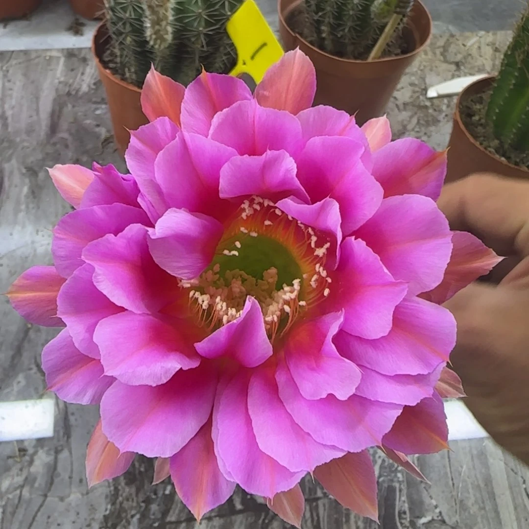 彩草仙人球一物一拍3