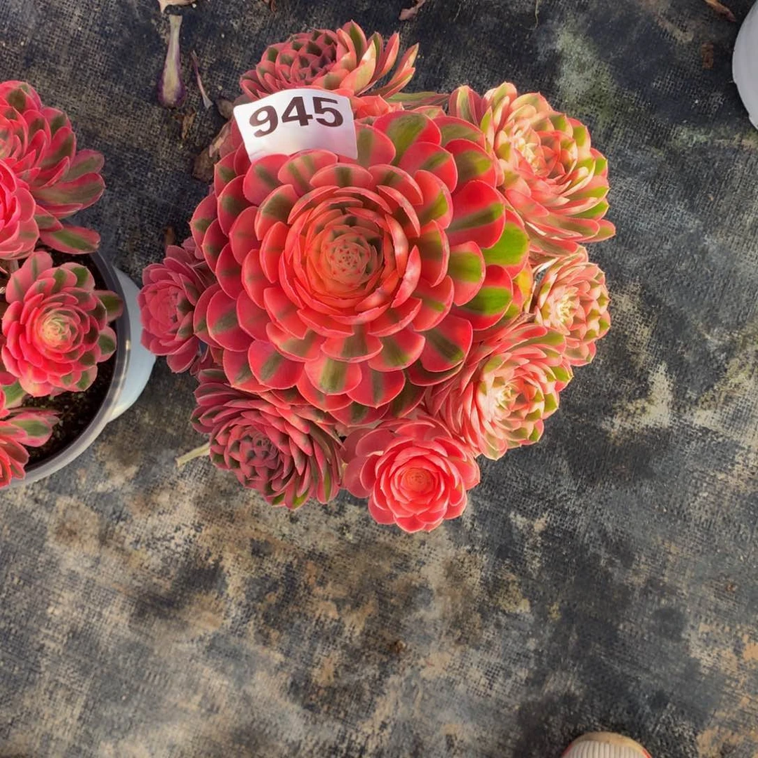 荔枝945法师带盆发