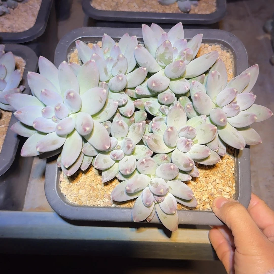 星空美人整无砍群生多肉