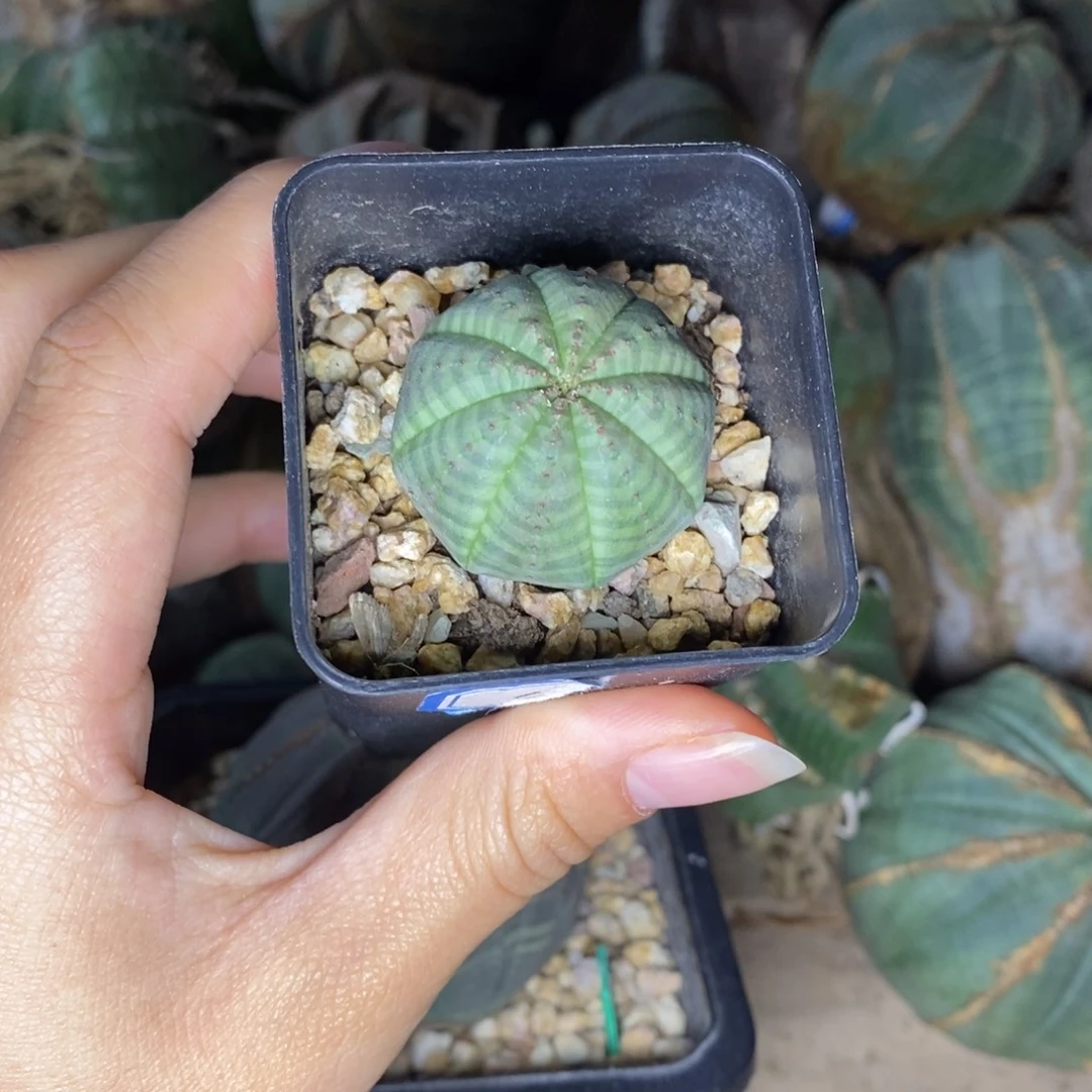 21欧系实生布纹球一物一拍