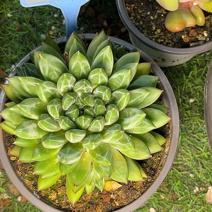 雪花美人一物一拍091