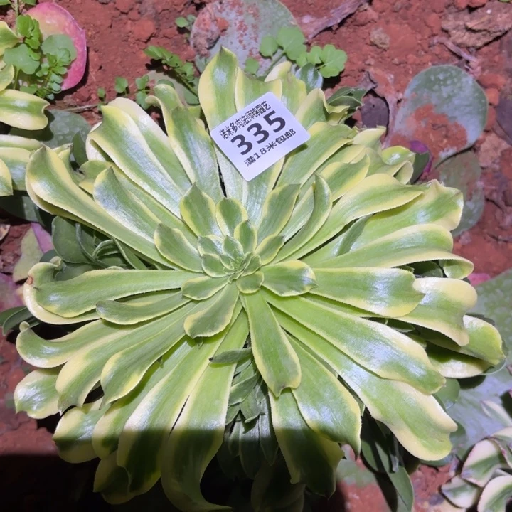 花*335 翠微掌心多肉法师锦不包侧枝断枝