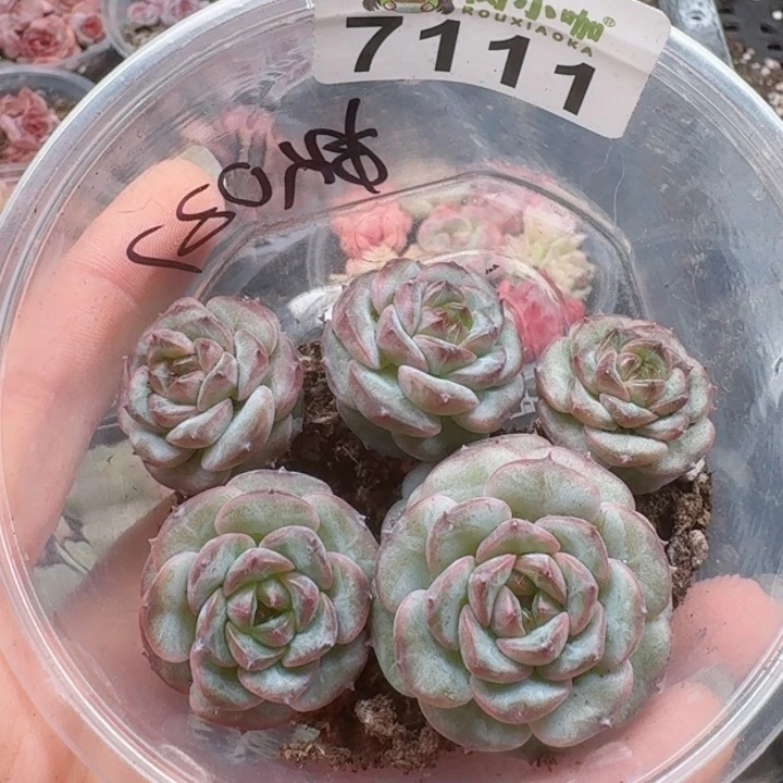 多肉植物多肉植物