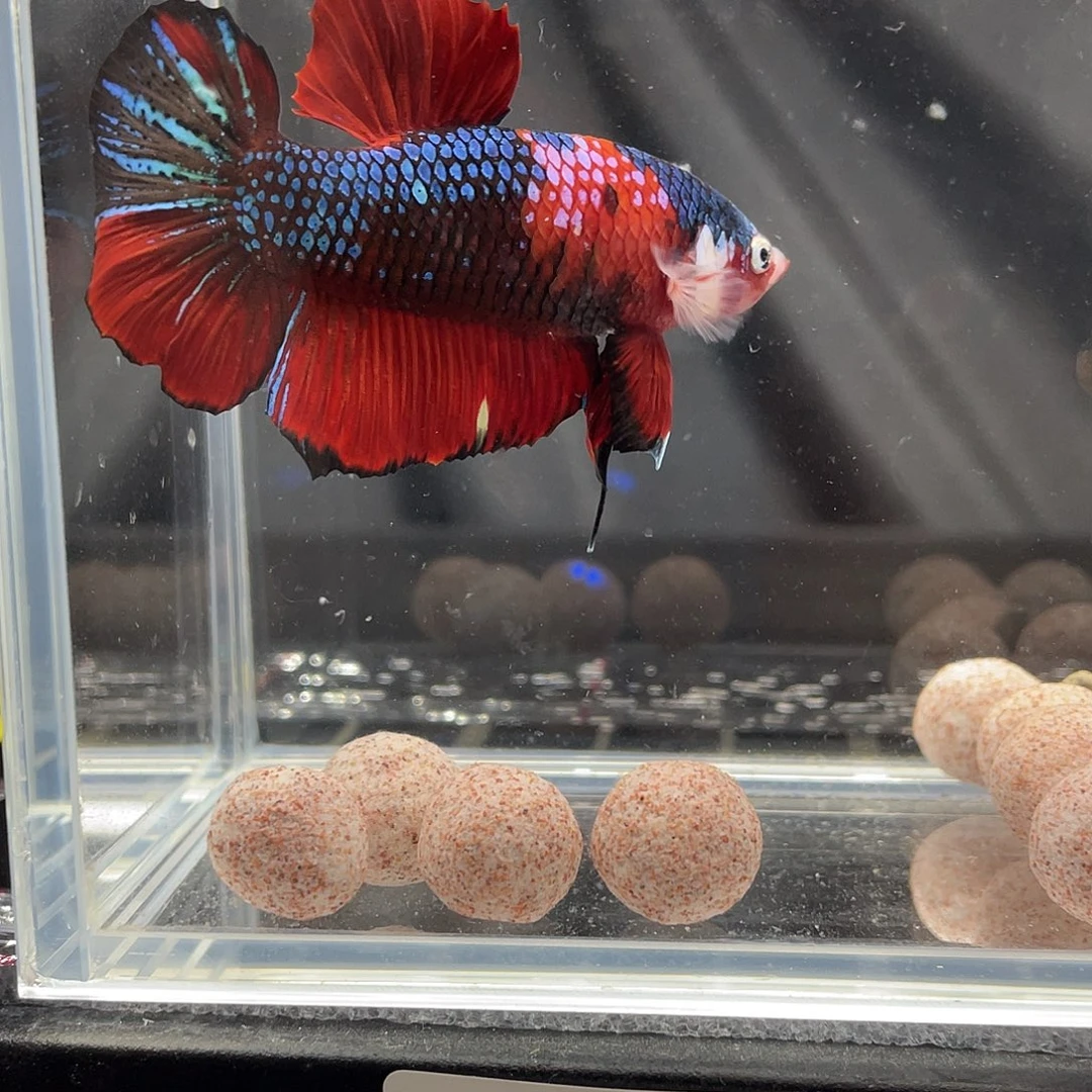 斗鱼12.9 巨斗 023