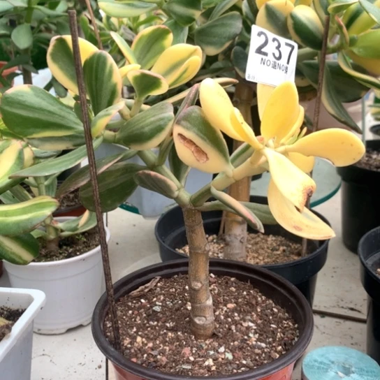 237老花脱土发货