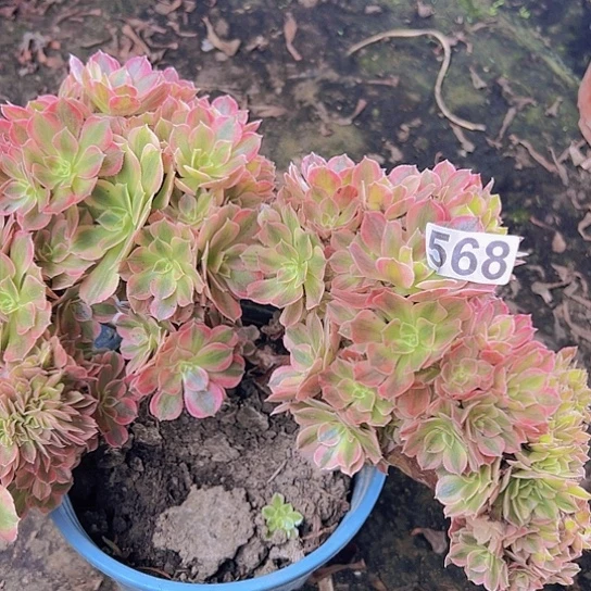 幸***）多肉植物两个版女神追