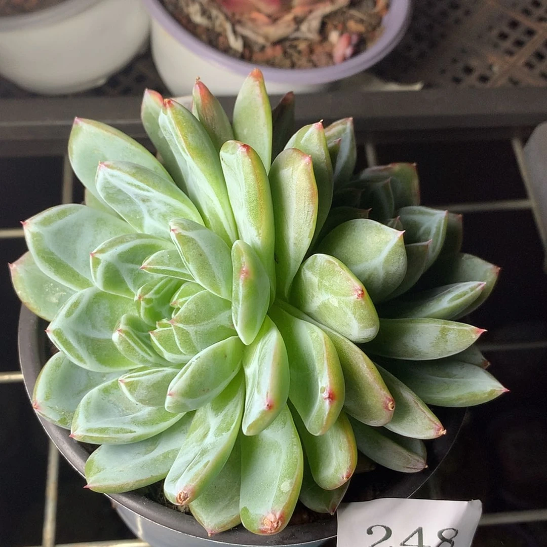 【闪购商品】云248号雪花珍妮12厘米