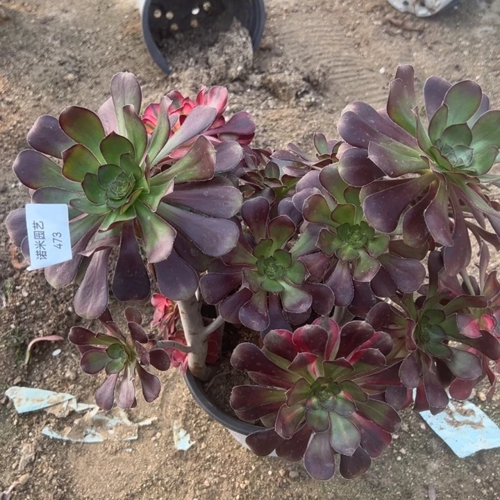 花蝴蝶多肉植物473