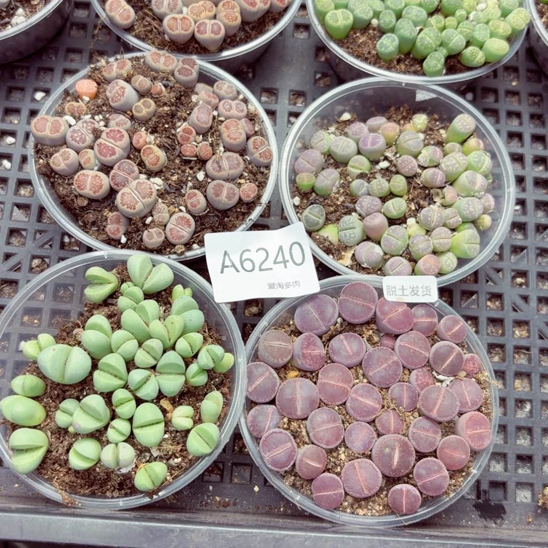 6240—生石花 生石花