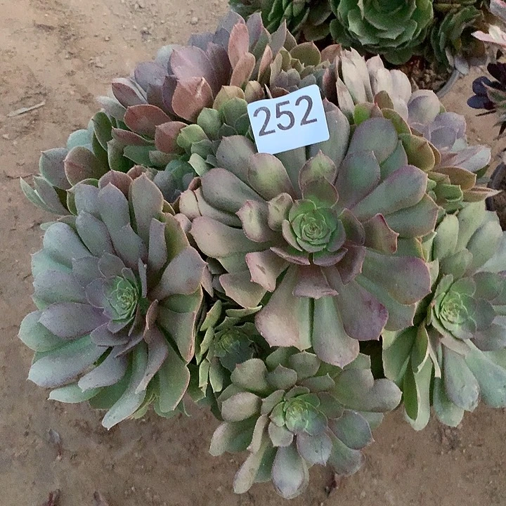 无花朵252万圣洁南