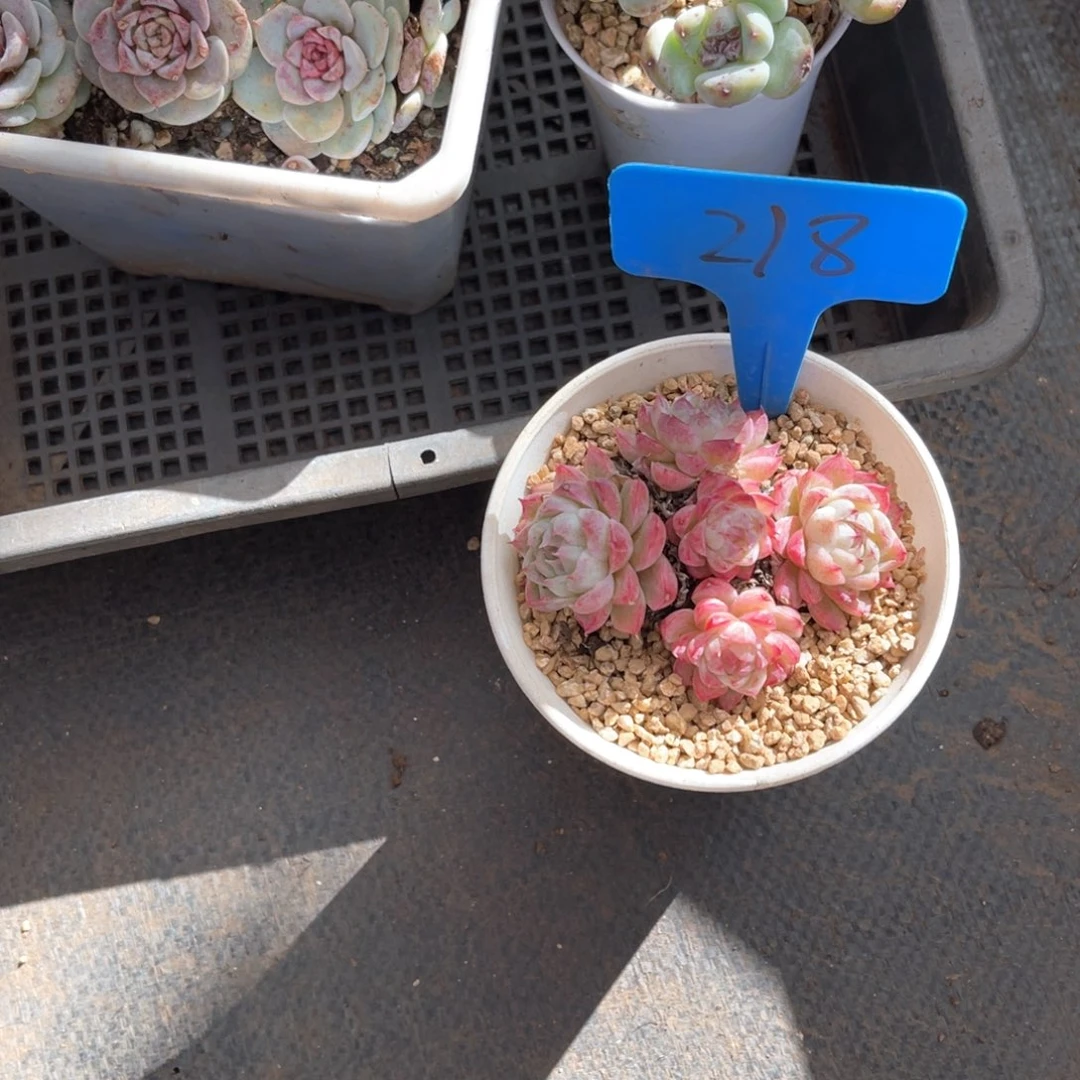 不*°218珍妮多肉植物