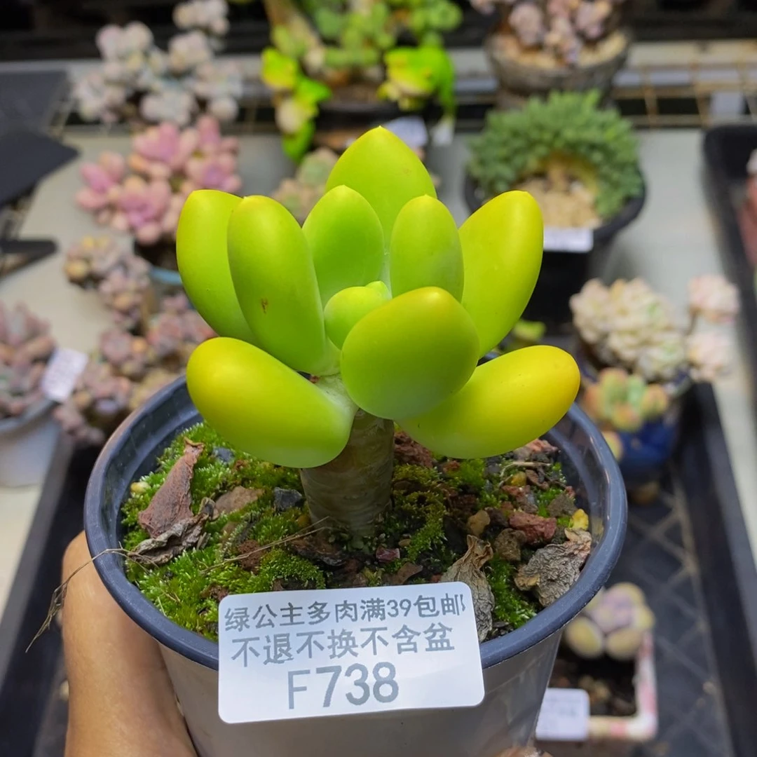 738金蟾芒果奶多肉5c m