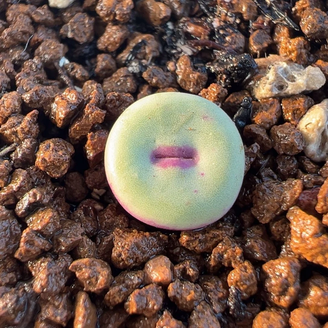 021多肉植物种类多样