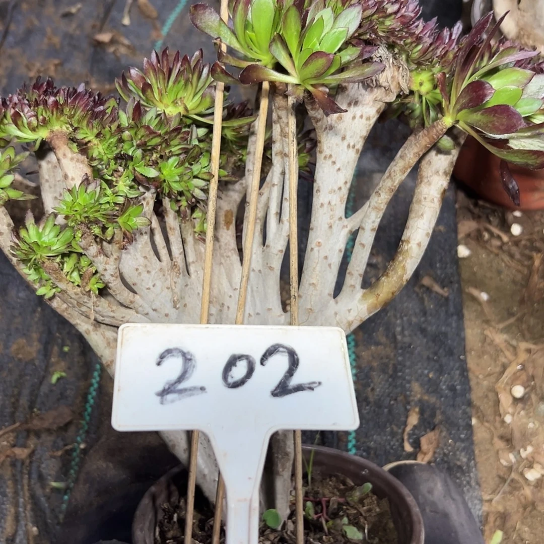 多肉植物黑法师缀花202