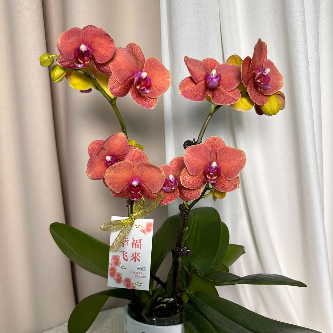 蝴蝶兰【金桔】单花剑 爱马仕橙 室内花花 广州基地直发