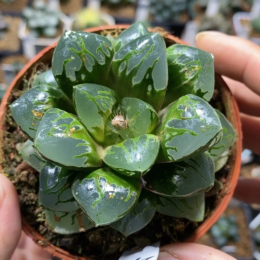 【闪购商品】270绿焰