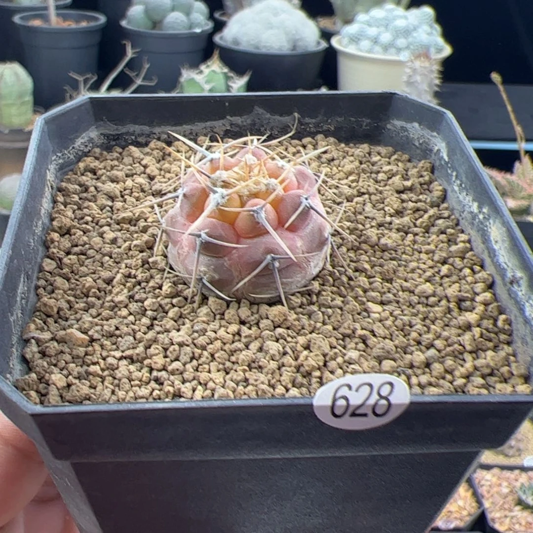 守金魔天龙实生一物一拍628