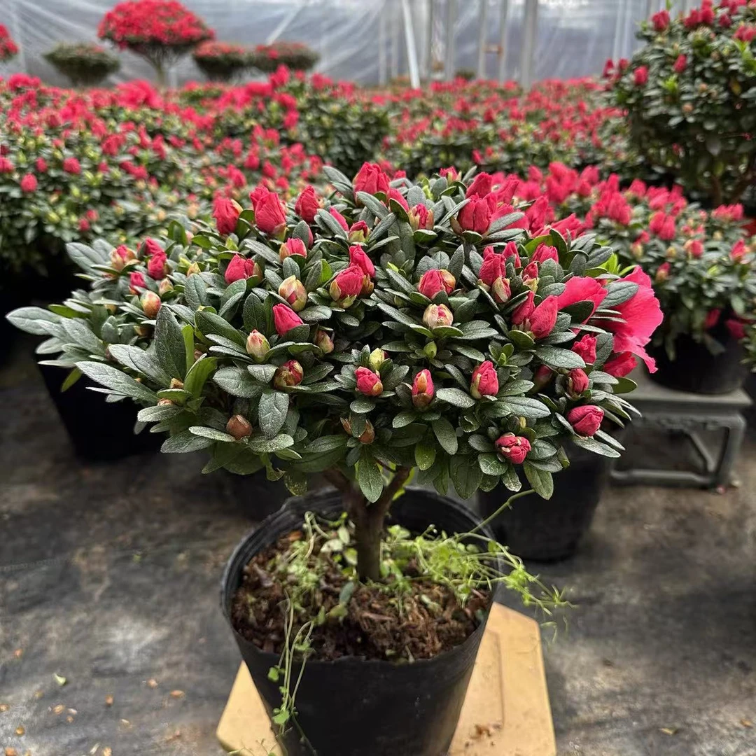 四季开花耐寒耐热杜鹃花盆栽带花苞适合室内外种植绿植