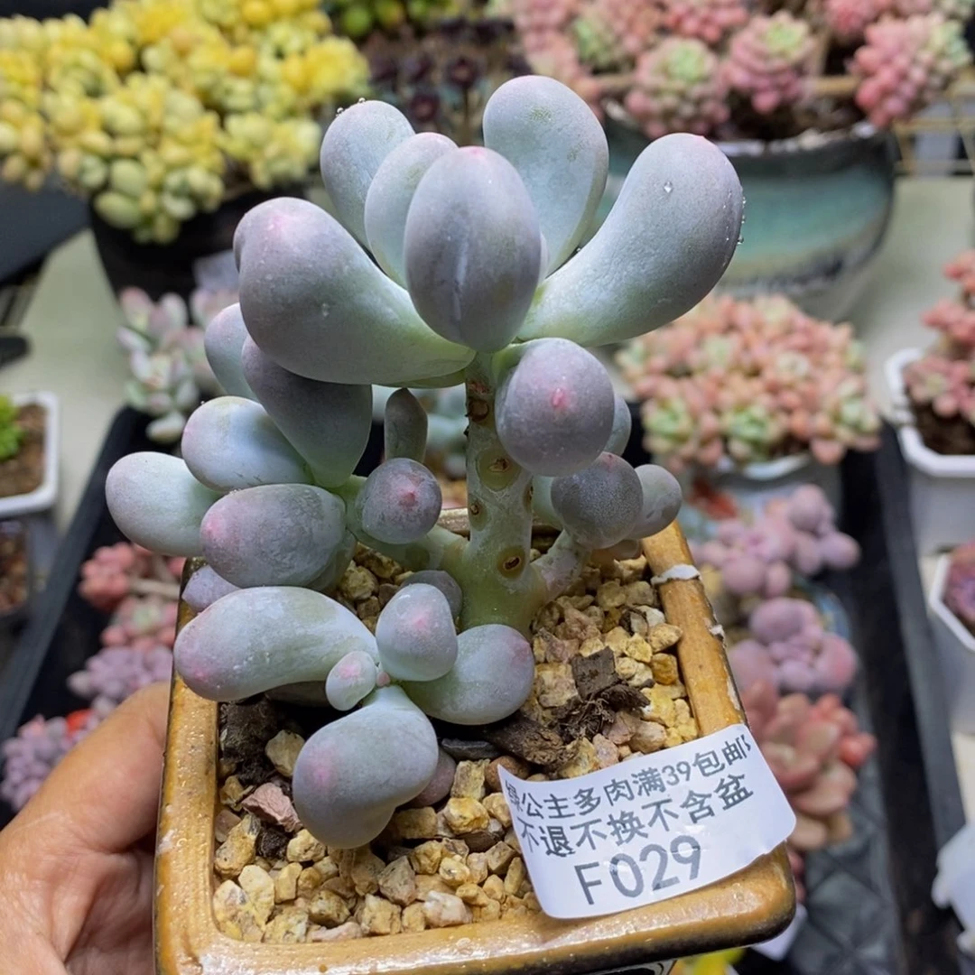 029米可奶多肉8c m