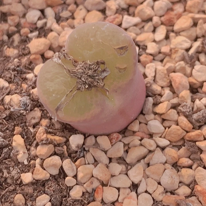 15968868865558555685646685