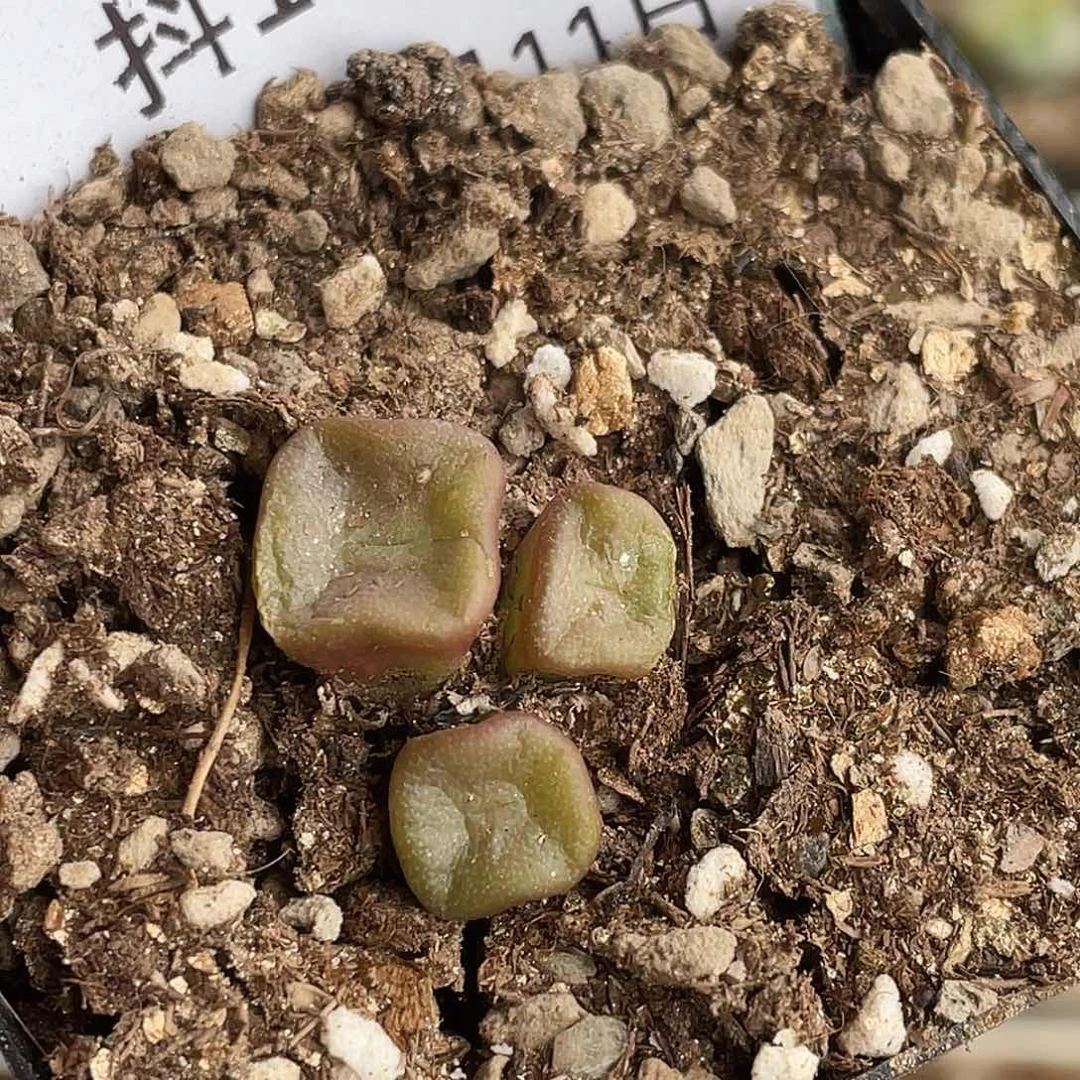 11-41方碗多肉植物