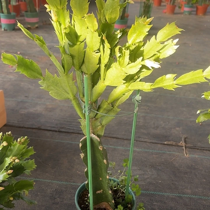 芒***）当前无花栽培后可以开花