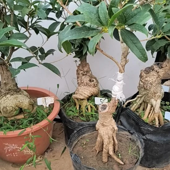 顺***@完全开放老朱砂桂花