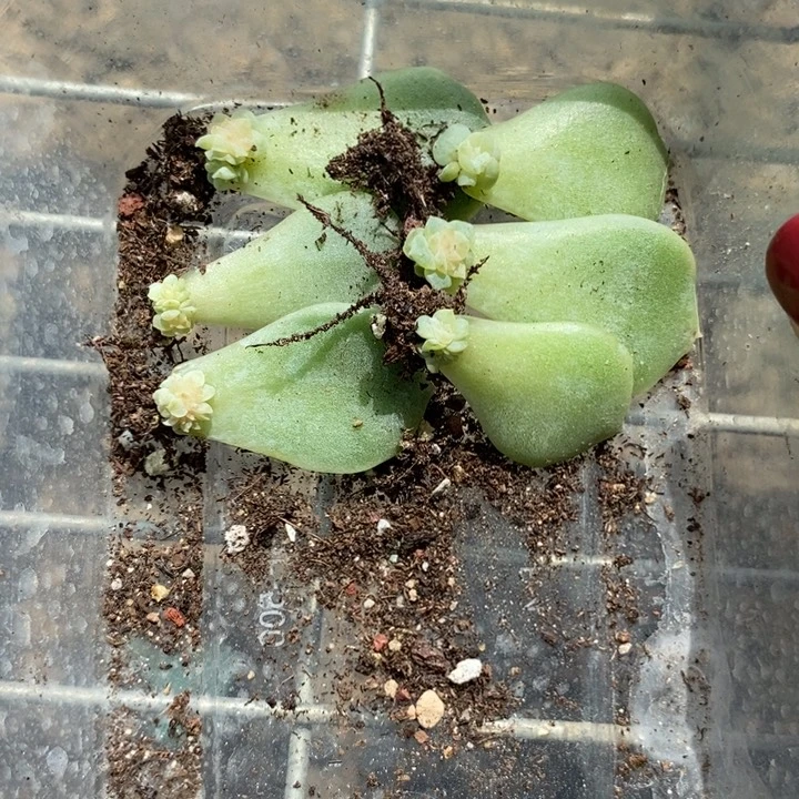 标签62珍妮一个多肉量拍