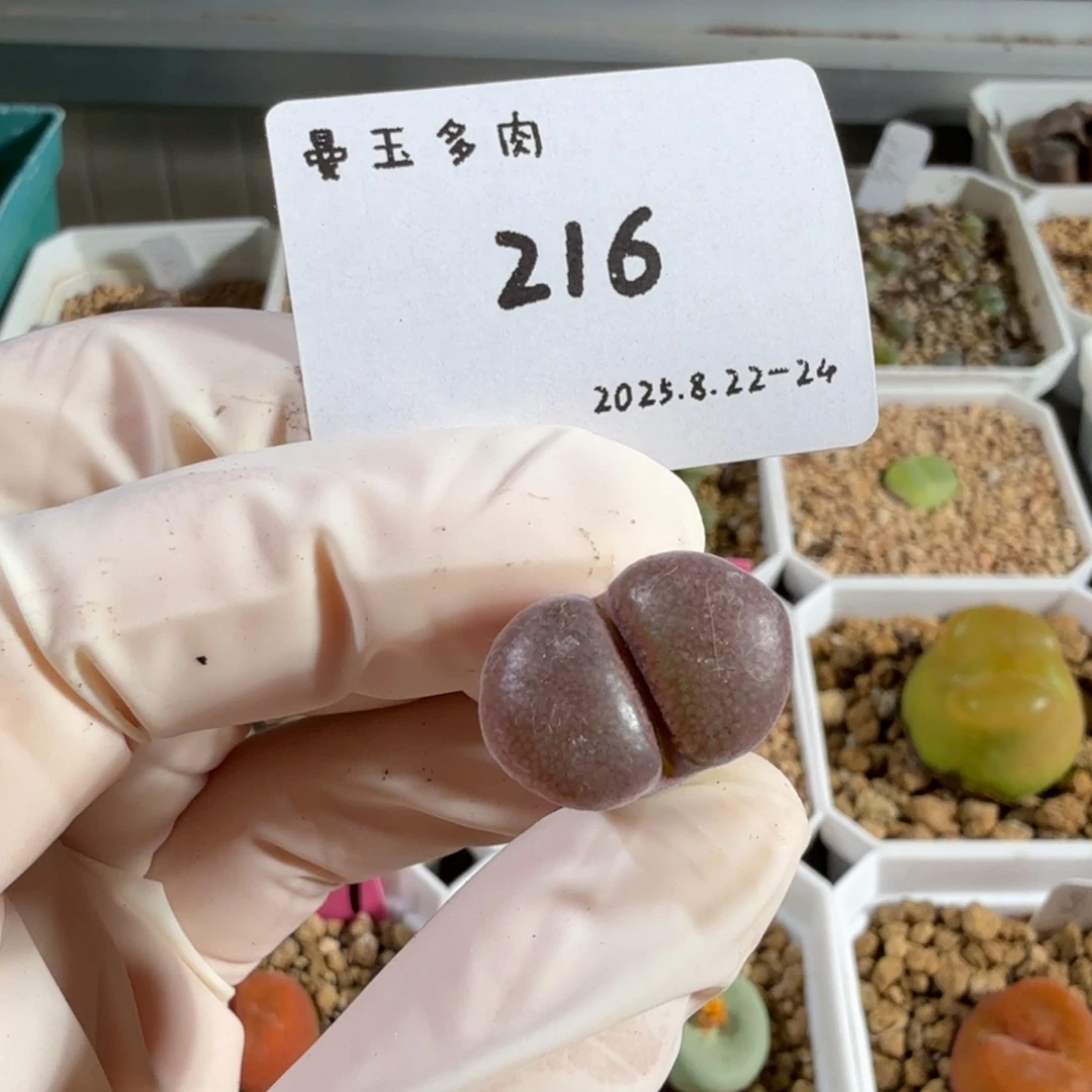 夏***栀多肉多肉多肉8.23-216