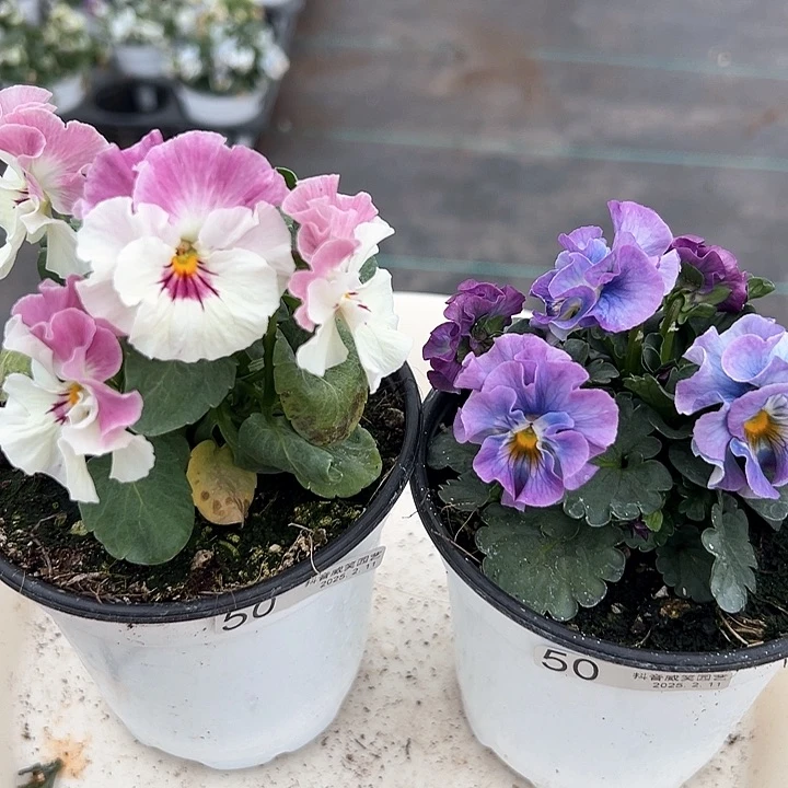 水晶抖音直播闪拍50