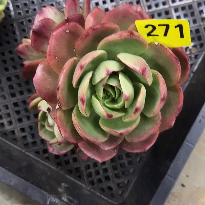 271十里红妆无砍群