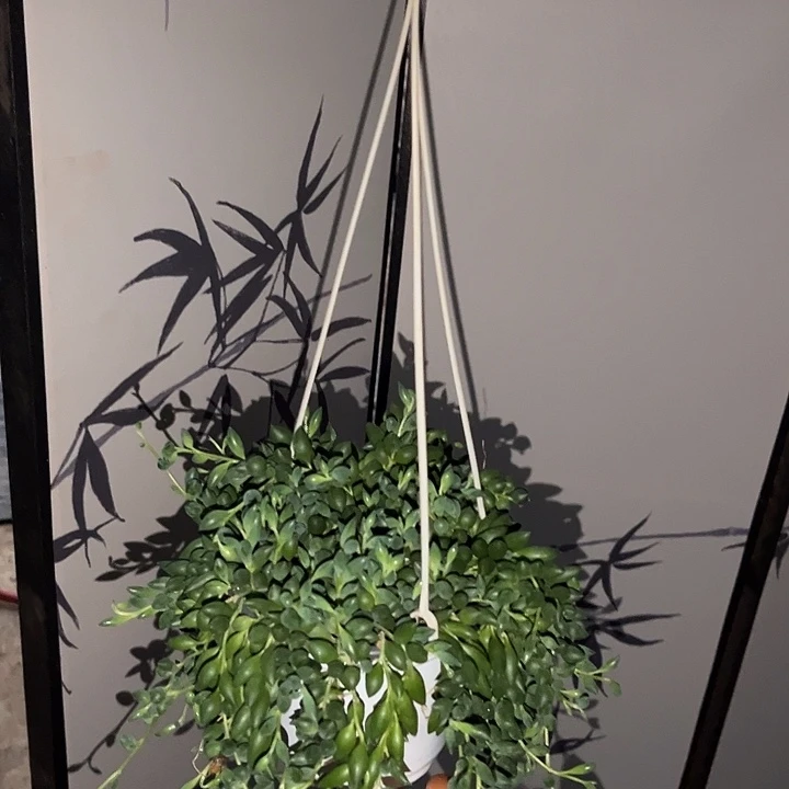 情人泪9.99多肉植物