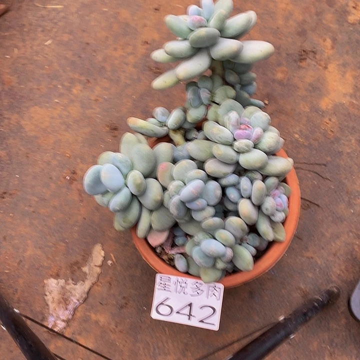 柚***茶星悦多肉      B354