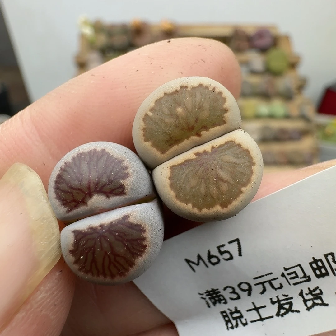 657多肉哈哈哈哈哈哈