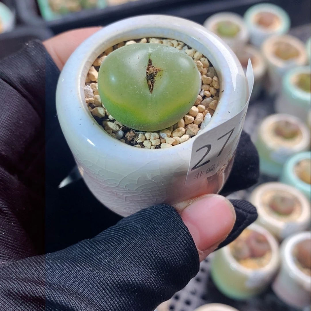 2727-一物一拍带盆