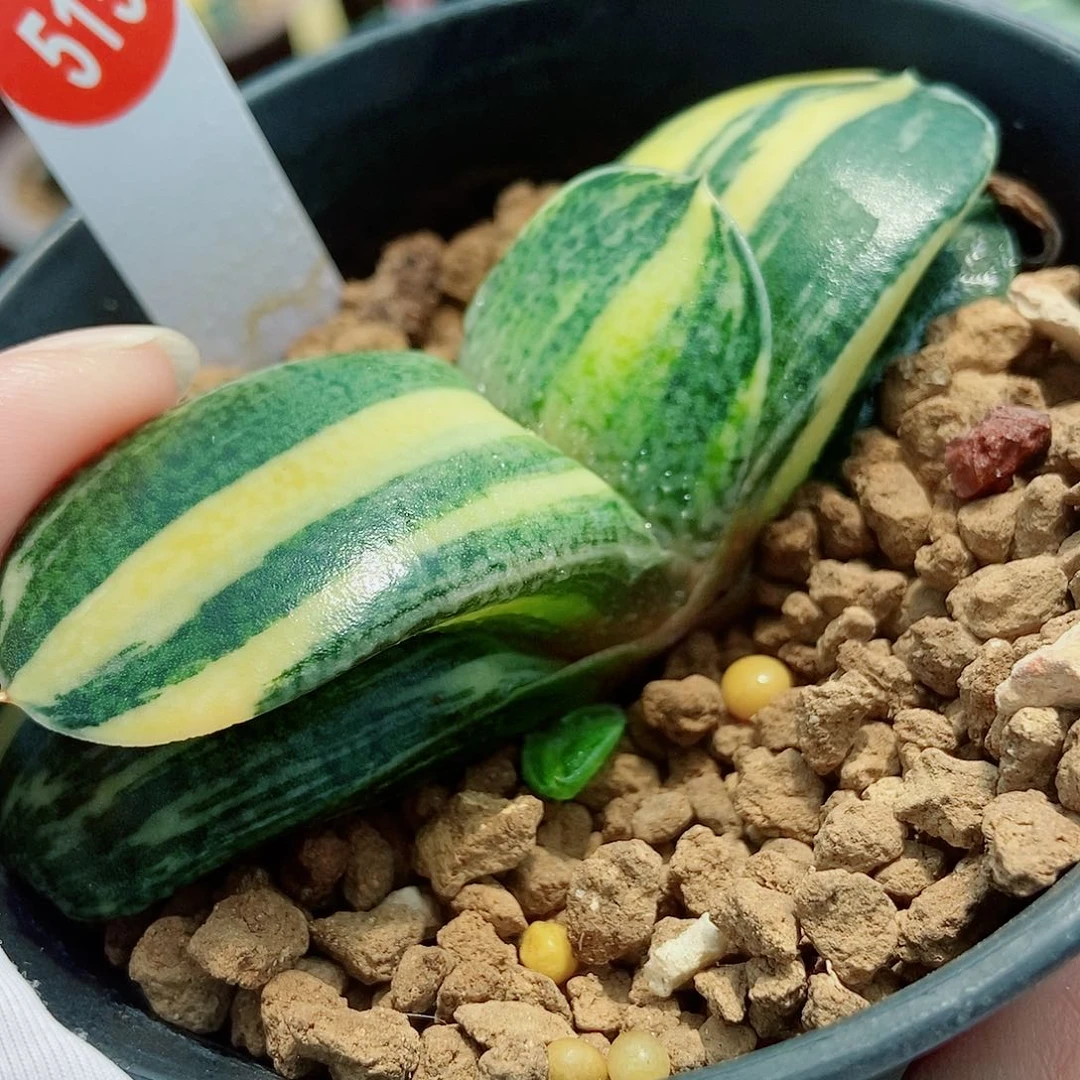 完全开放515卧牛实生锦带两个侧牙带盆发货