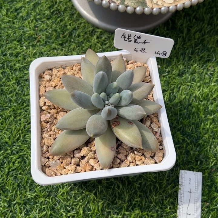 张张精品多肉哥特