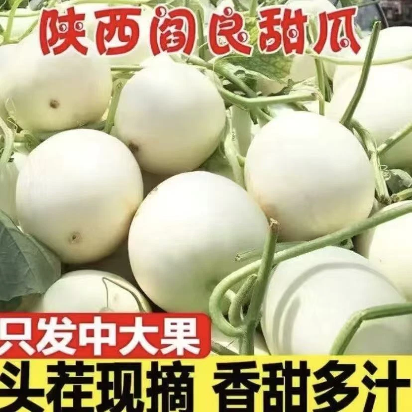 阎良头茬甜瓜新鲜批发现摘香甜当季应季小蜜蜂网红新鲜小蜜蜂水果